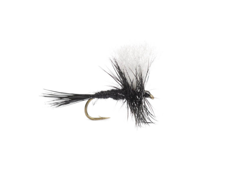 Black Gnat Modern